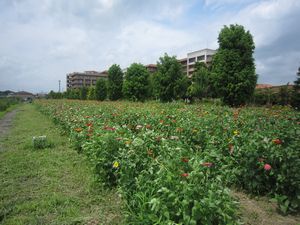 シニアロイヤル