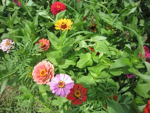 シニアロイヤル2