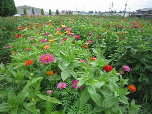 シニアロイヤル3