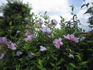 シニアロイヤル4