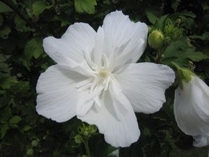 シニアロイヤル5