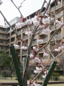 熊谷桜4