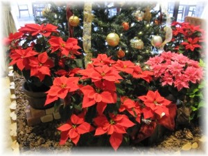 ポインセチア2