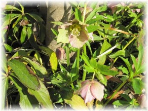 クリスマスローズ