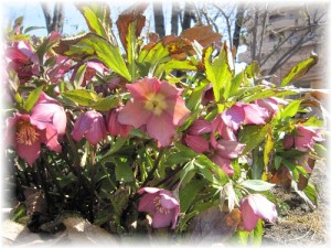 クリスマスローズ2