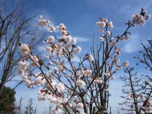 熊谷桜