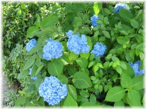アジサイ3