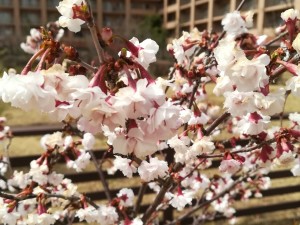 桜 2
