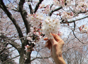 桜