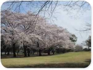 sakura20180410-2