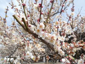 楓ツアーズ　越生梅林