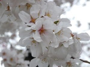 航空自衛隊熊谷基地さくら祭