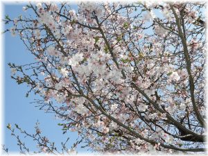 ２０２５年お花見散歩🌸