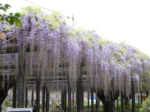 楓ツアーズ　玉敷神社