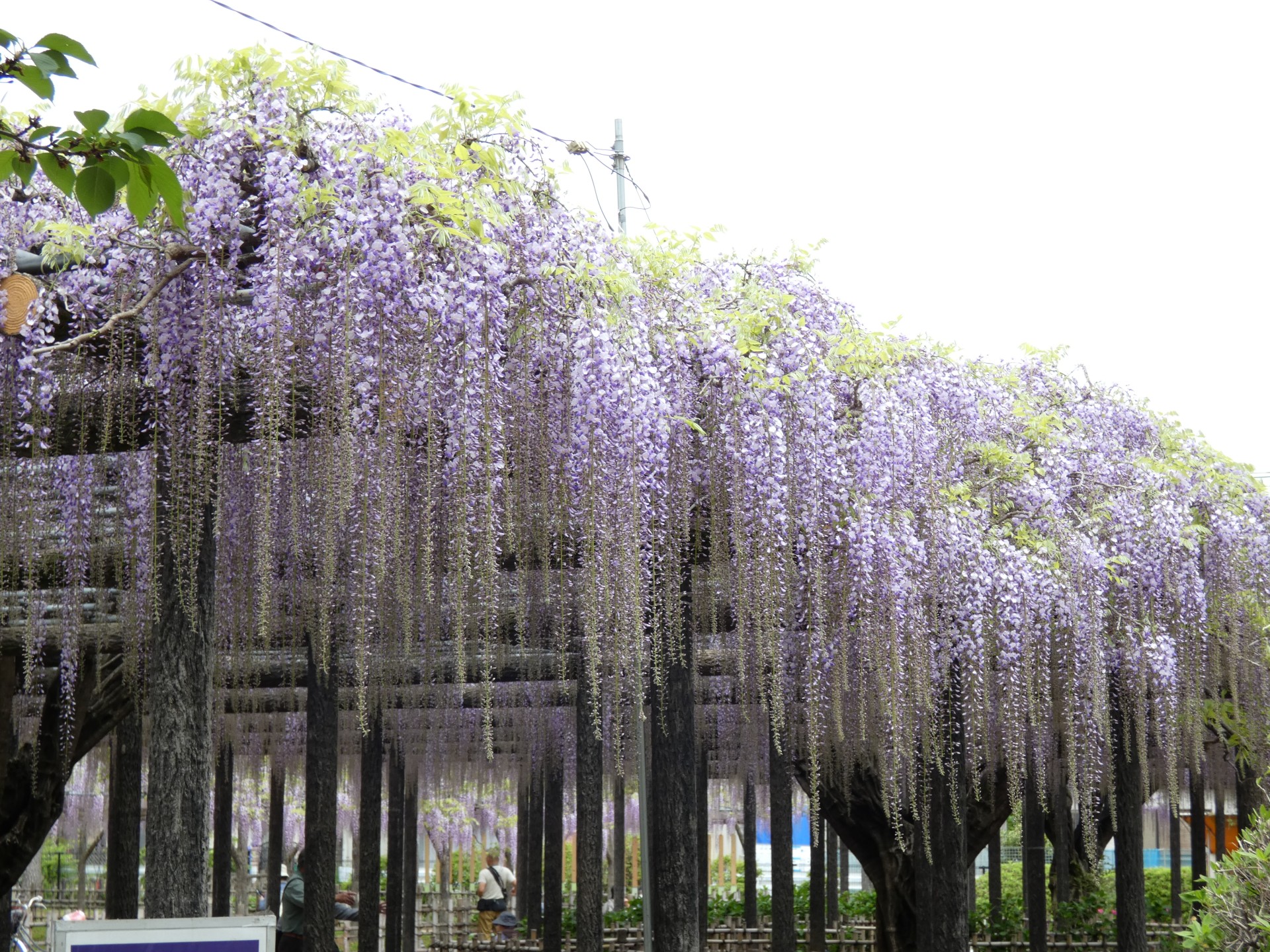 楓ツアーズ　玉敷神社