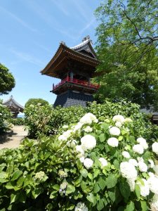 楓ツアーズ　紫陽花寺巡り