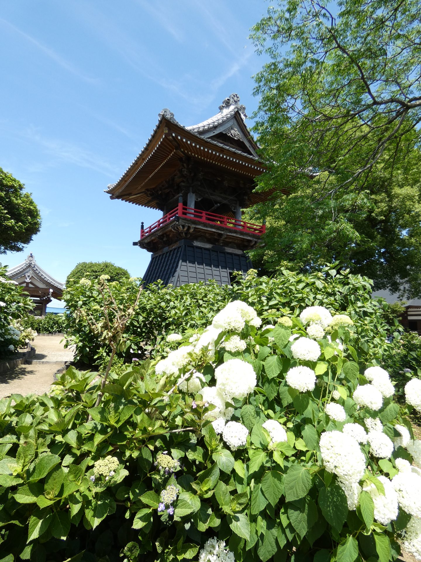 楓ツアーズ　紫陽花寺巡り
