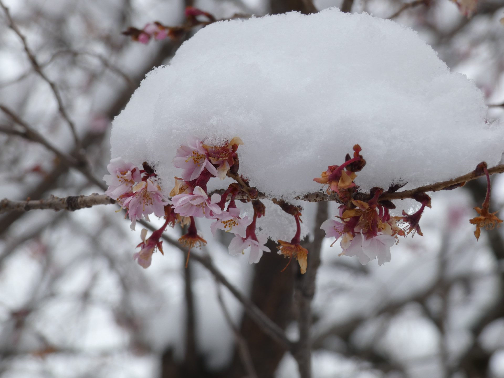 雪化粧
